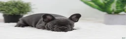 French Bulldog dogs for sale: Ginger - Ad 11