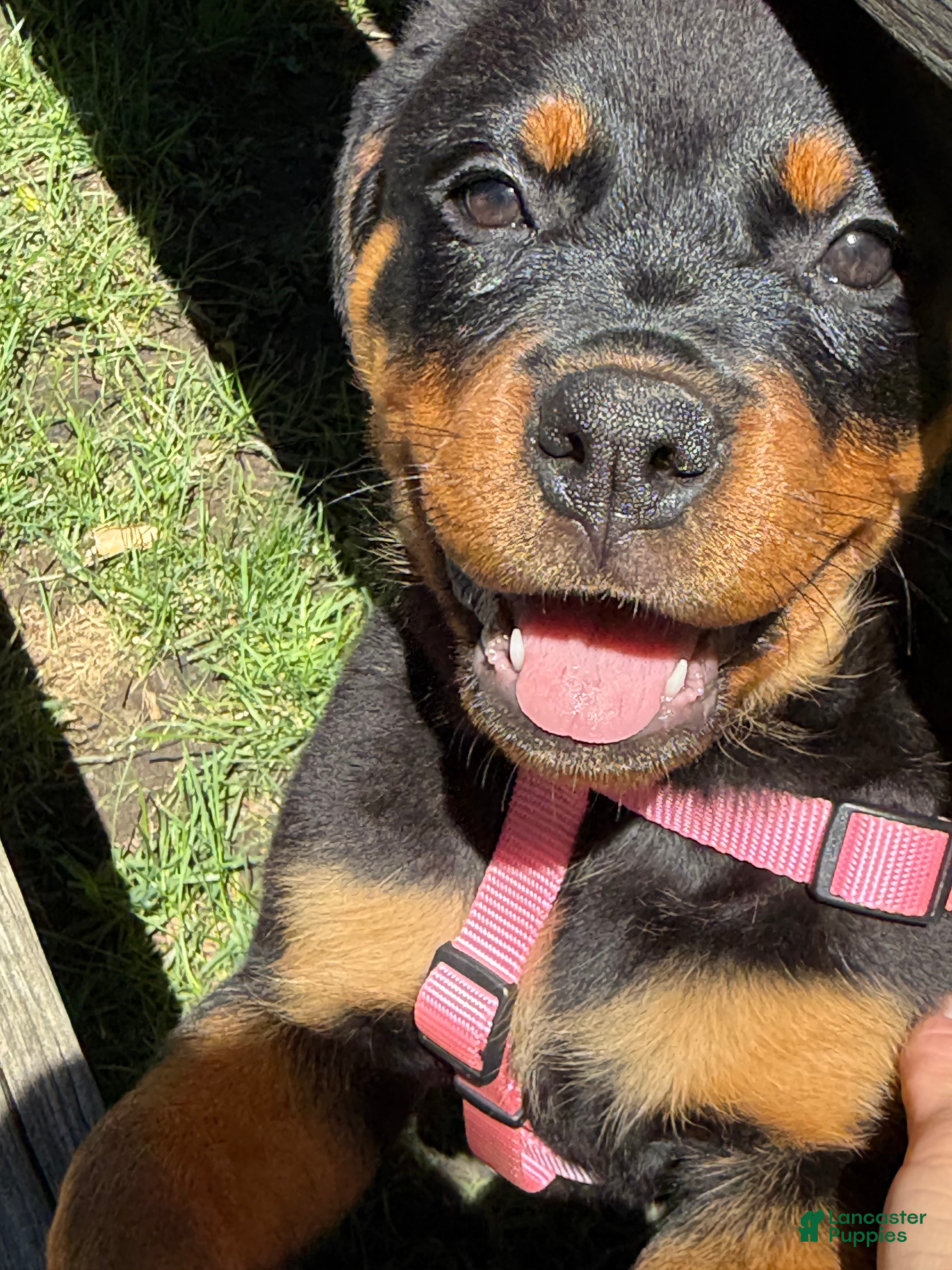Rottweiler dogs  Bella - Ad 39