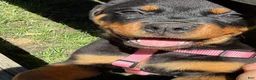 Rottweiler dogs for sale:  Bella - Ad 1