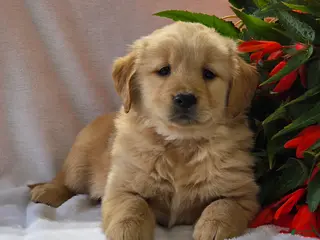 Golden Retriever dogs for sale: Sunny specail needs - Ad 2