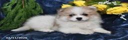 Pomeranian dogs for sale: Rover - Ad 4