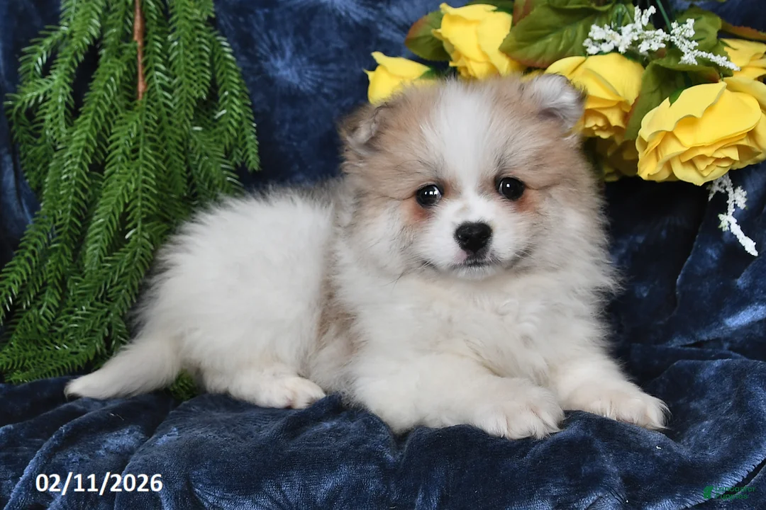 Pomeranian dogs for sale: Rover - Ad 4