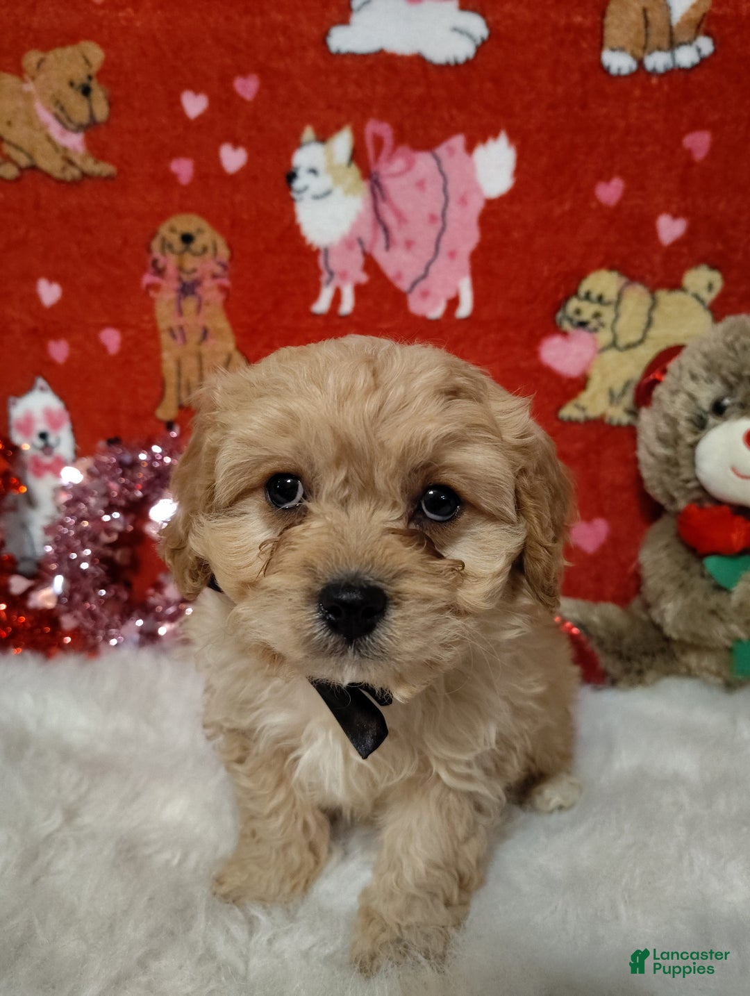 Cavapoo dogs for sale: Henry  - Ad 1