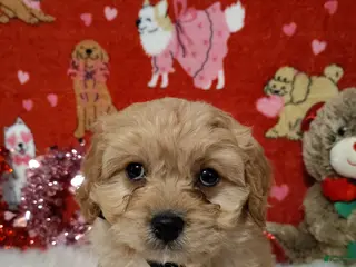 Cavapoo dogs Henry - Ad 41