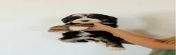 Bernedoodle dogs for sale: Medium Sized Female Bernedoodle - Aphrodite - Ad 7