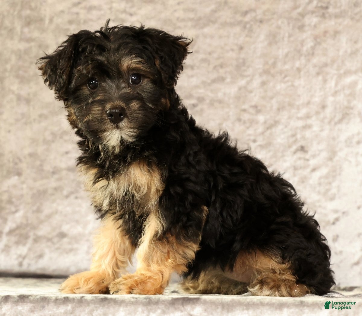 Yorkiepoo dogs Lonas - Ad 2