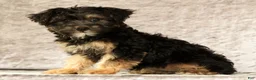 Yorkiepoo dogs for sale: Lonas - Ad 2