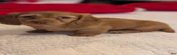 Miniature Dachshund dogs for sale: Sunkist - Ad 5