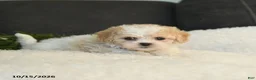 Teddy Bear dogs for sale: Mandy - Ad 5