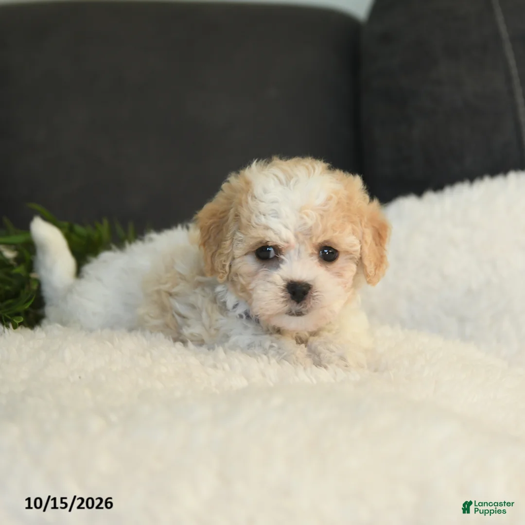 Teddy Bear dogs for sale: Mandy - Ad 5