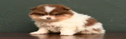Pomeranian dogs for sale: Levi  - Ad 3
