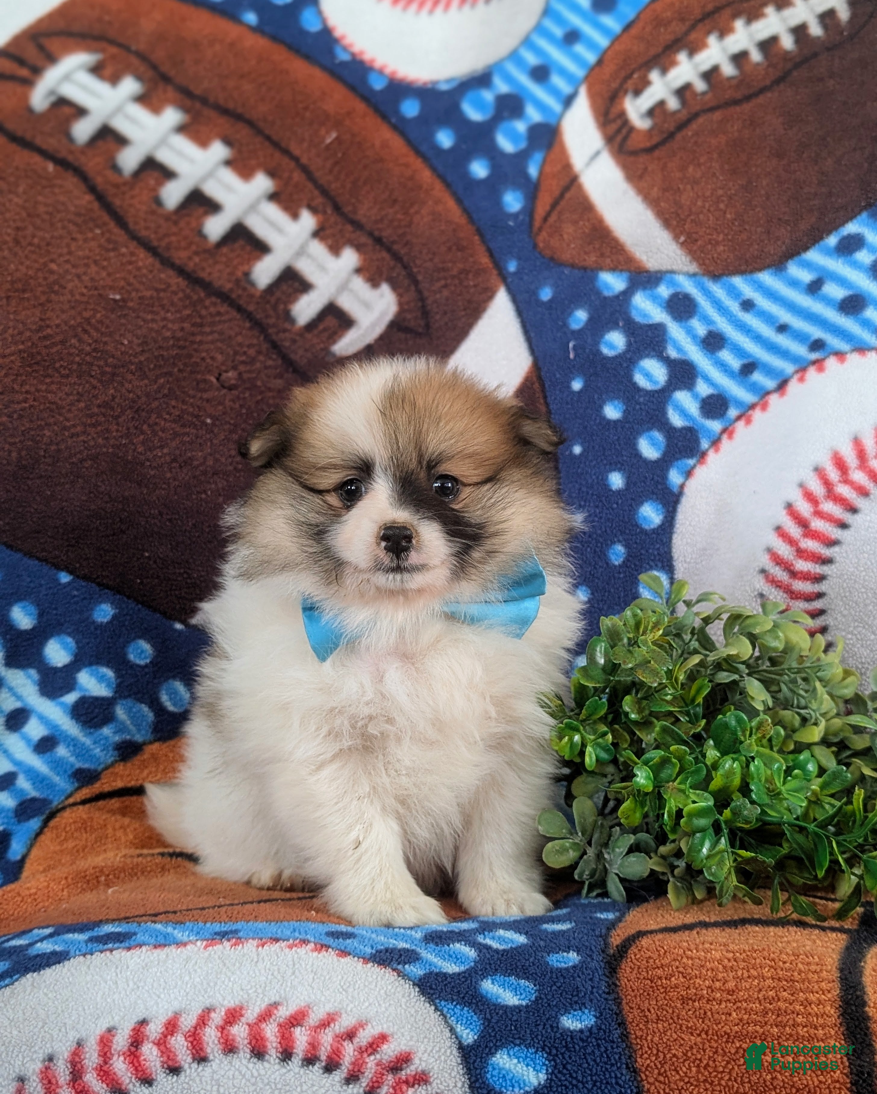 Pomeranian dogs Landen - Ad 1