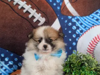 Pomeranian dogs for sale: Landen - Ad 4