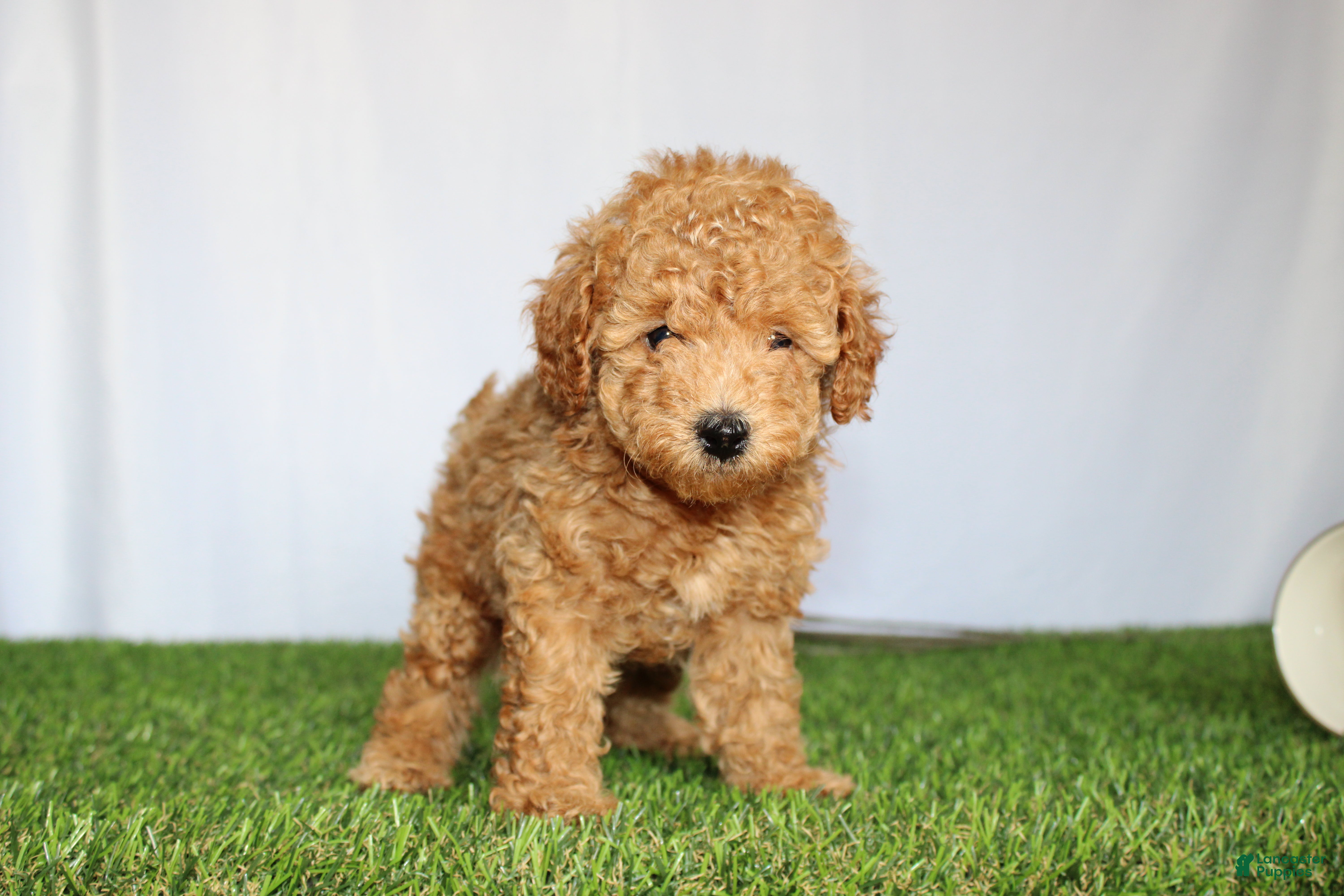 Toy Poodle dogs AKC Conner (tiny) - Ad 2