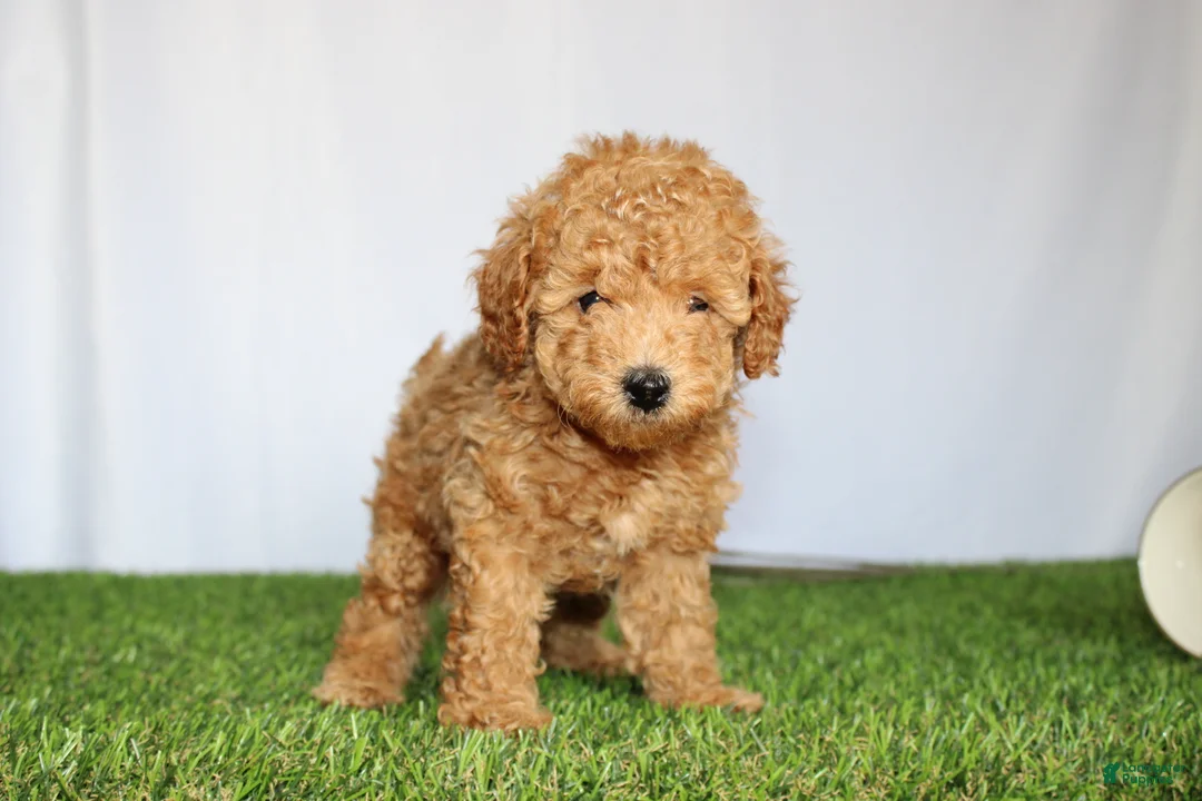 Toy Poodle dogs for sale: AKC Conner (tiny) - Ad 2