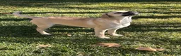 Mixed Breed dogs for sale: Mixed Breed 1 - Ad 2