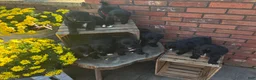 Mini Bernedoodle dogs for sale: Jasper - Ad 5