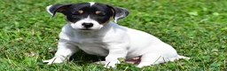 Jack Russell Terrier dogs for sale: Jasper - Ad 3