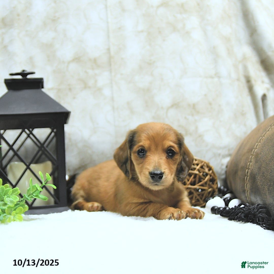 Miniature Dachshund dogs for sale: Asher - Ad 19