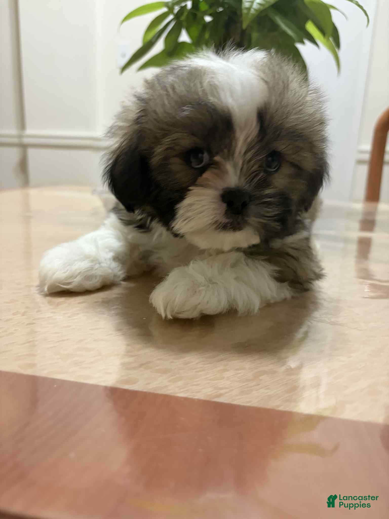 Shih Tzu dogs Gen - Ad 26