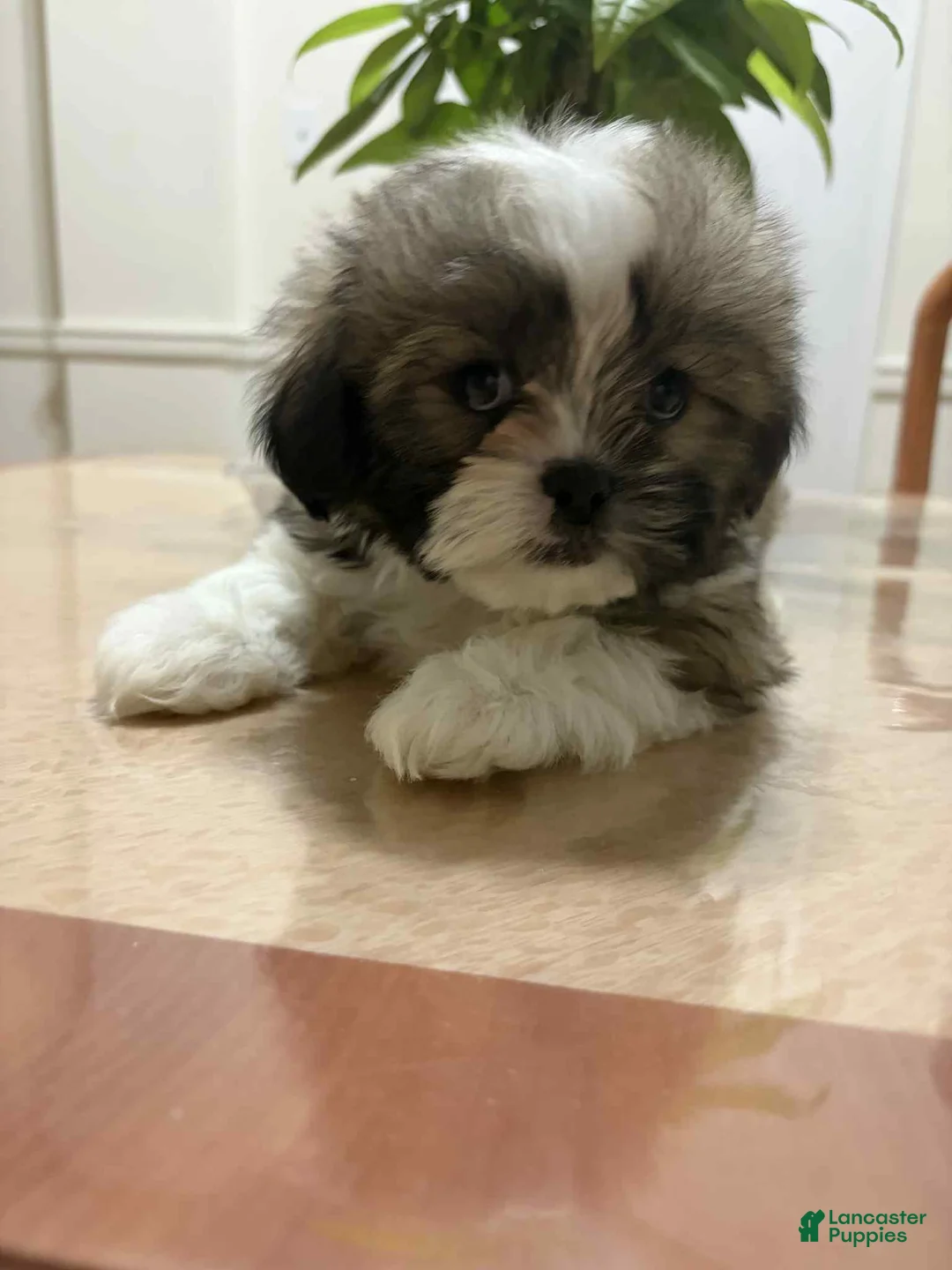 Shih Tzu dogs for sale: Gen - Ad 1