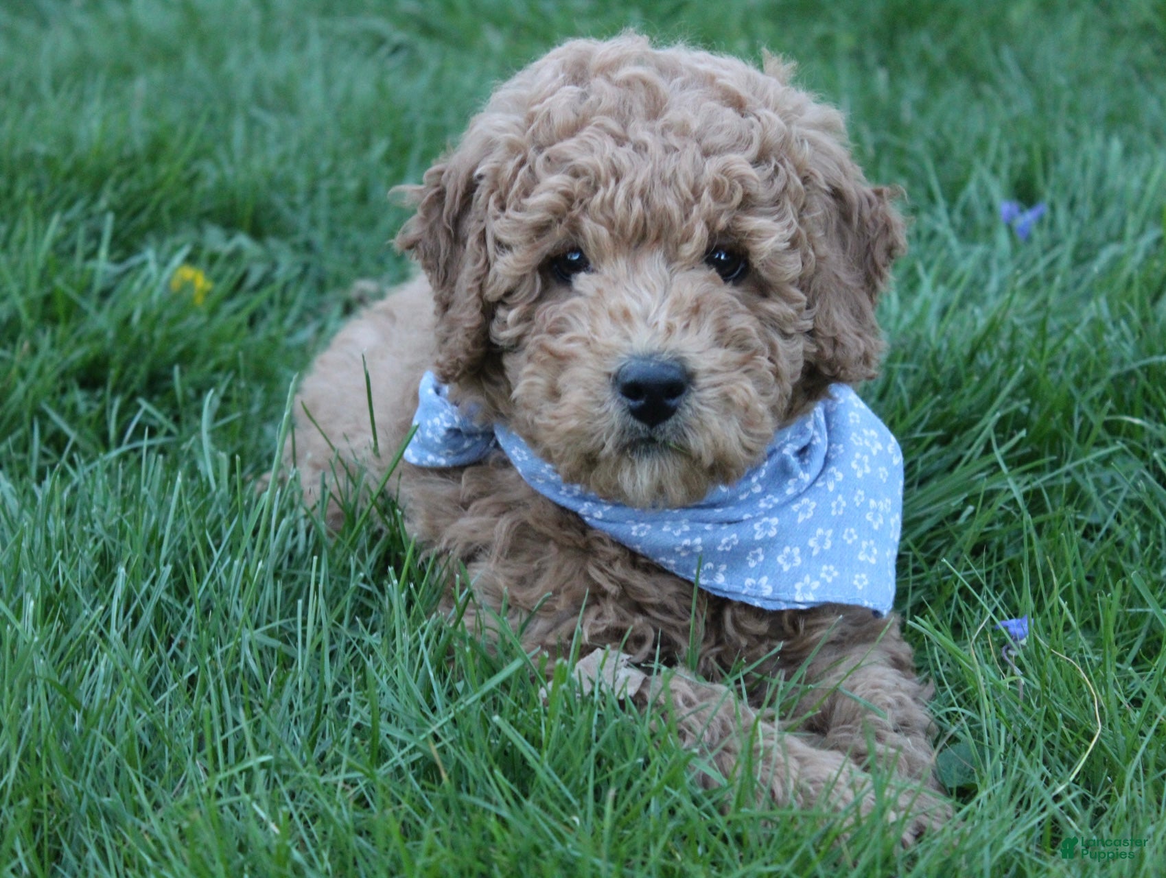 Mini Goldendoodle dogs Archie - Ad 1