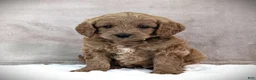 Cavapoo dogs for sale: Buddy - Ad 6