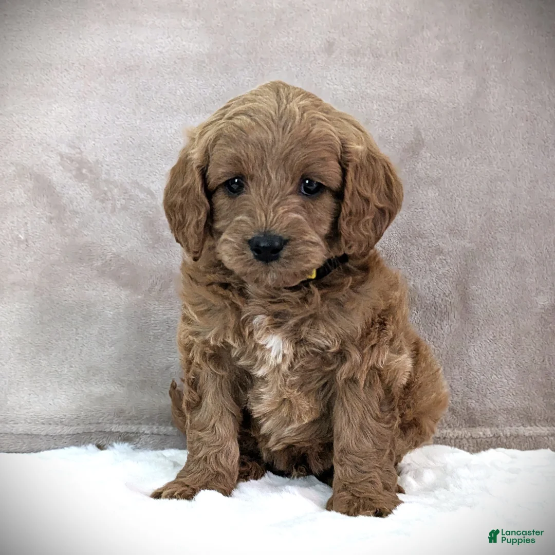 Cavapoo dogs for sale: Buddy - Ad 6