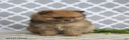 Pomeranian dogs for sale: Mindy - Ad 3