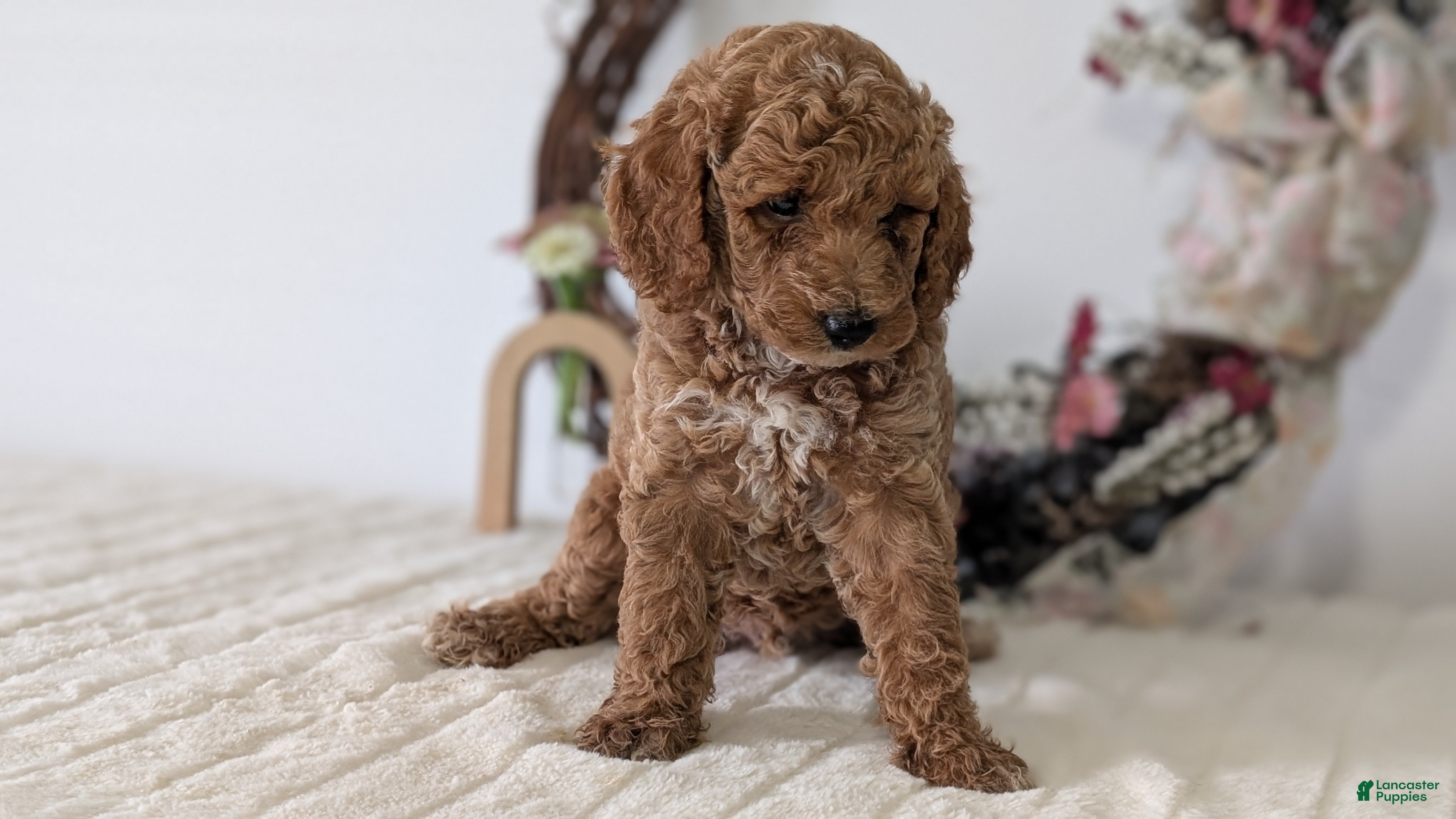Miniature Poodle dogs Sparky - Ad 2