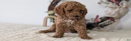 Miniature Poodle dogs for sale: Sparky - Ad 2