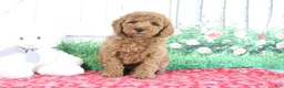 Mini Goldendoodle dogs for sale: Thunder - Ad 4