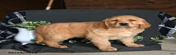 Golden Retriever dogs for sale: Echo - Ad 3