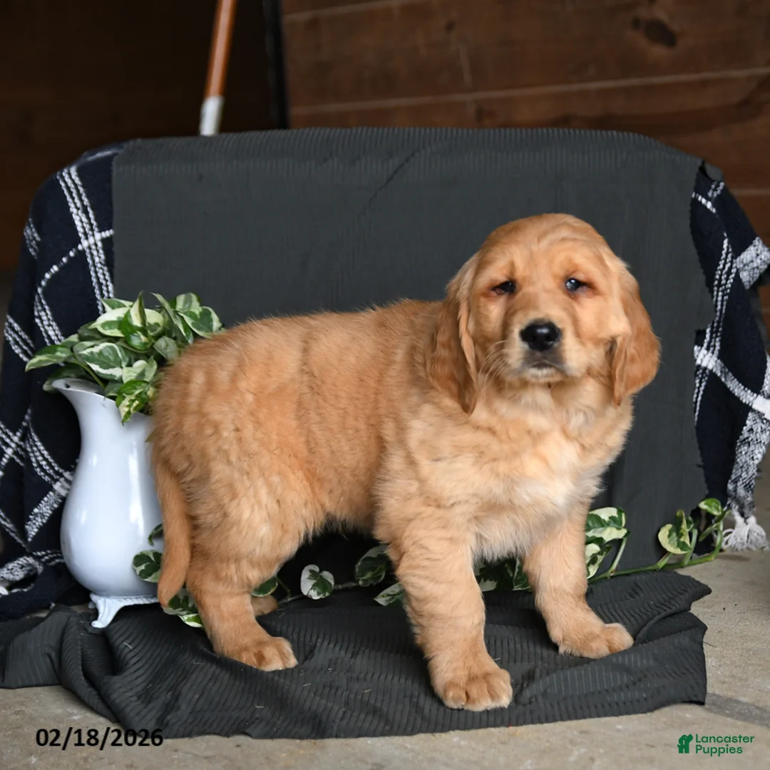 Golden Retriever dogs for sale: Echo - Ad 3
