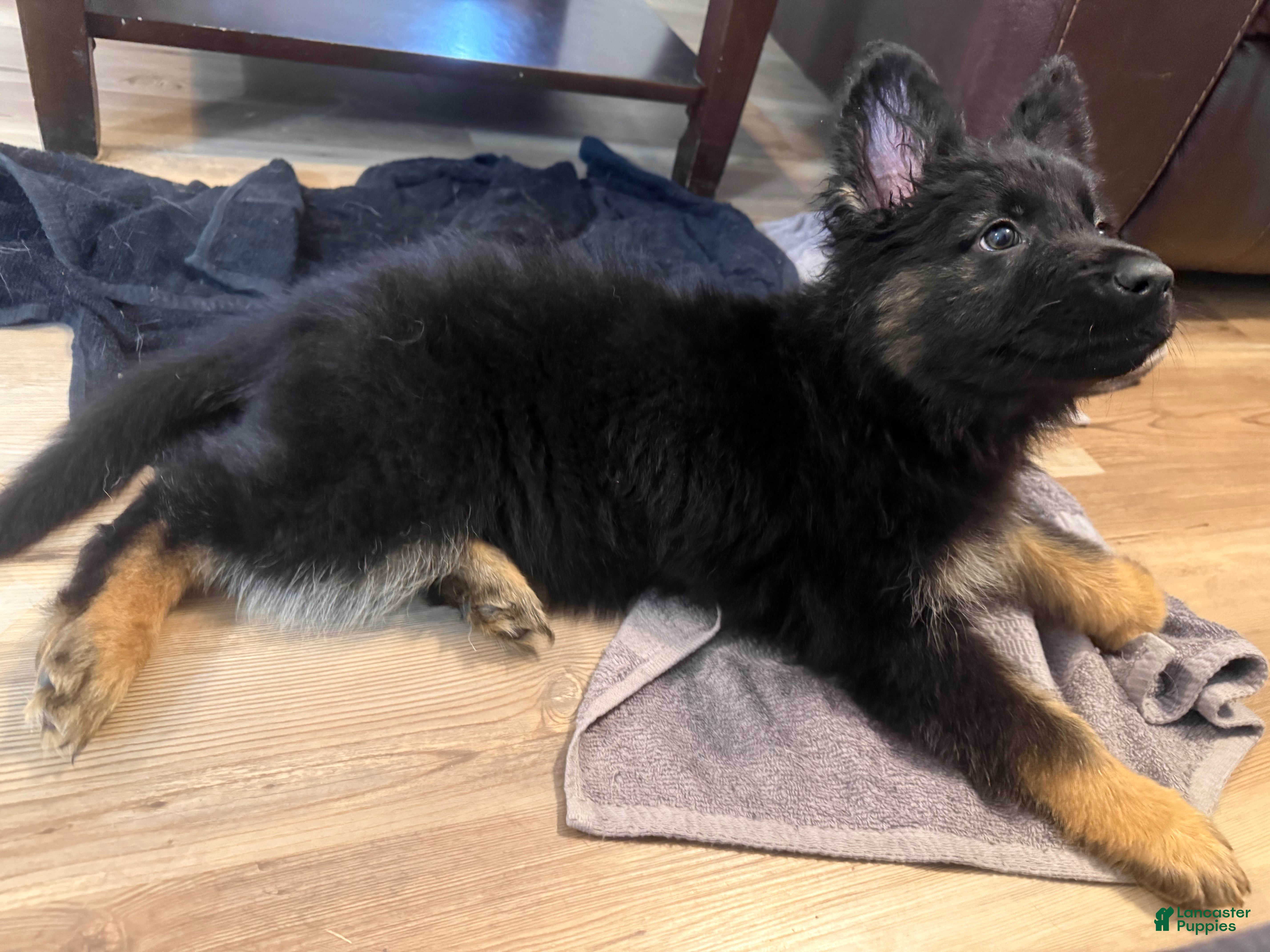 German Shepherd dogs Vivi - Ad 2