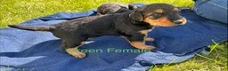 Airedale Terrier dogs for sale: Green female - Ad 2