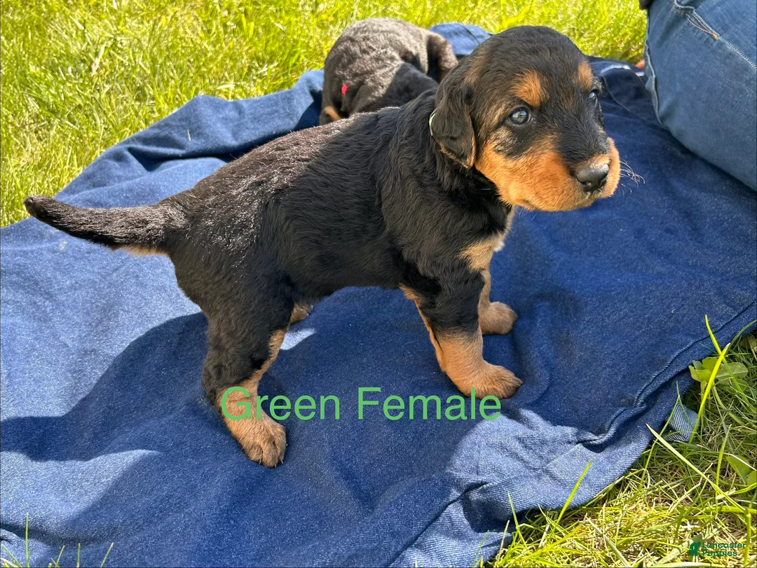 Airedale Terrier dogs for sale: Green female - Ad 2