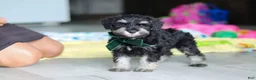 Miniature Schnauzer dogs for sale: Percy - Ad 4
