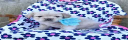 French Bulldog dogs for sale: Russelll - Ad 4