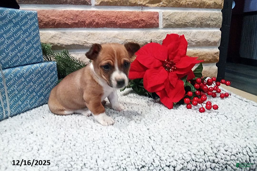 Jack Russell Terrier dogs for sale: Immanuel - Ad 2