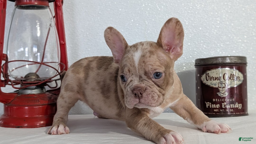 Frenchton dogs for sale: Lance - Ad 4