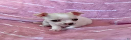 Chihuahua dogs for sale: Chloe Smooth Coat Cream - Ad 4
