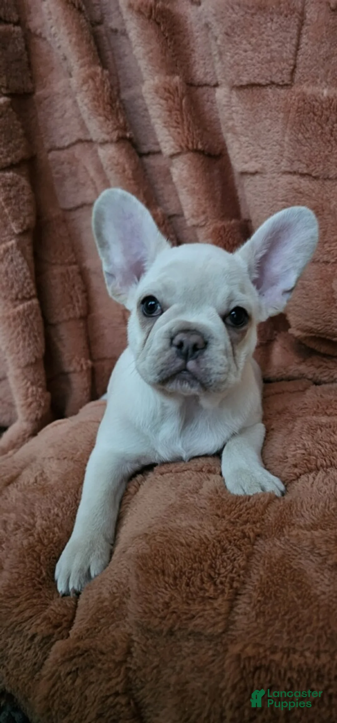 French Bulldog dogs for sale: French Bulldog Puppy 2 - Ad 1