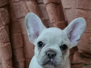 French Bulldog dogs French Bulldog Puppy 2 - Ad 24