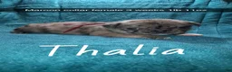 Pug dogs for sale: Thalia - Ad 2