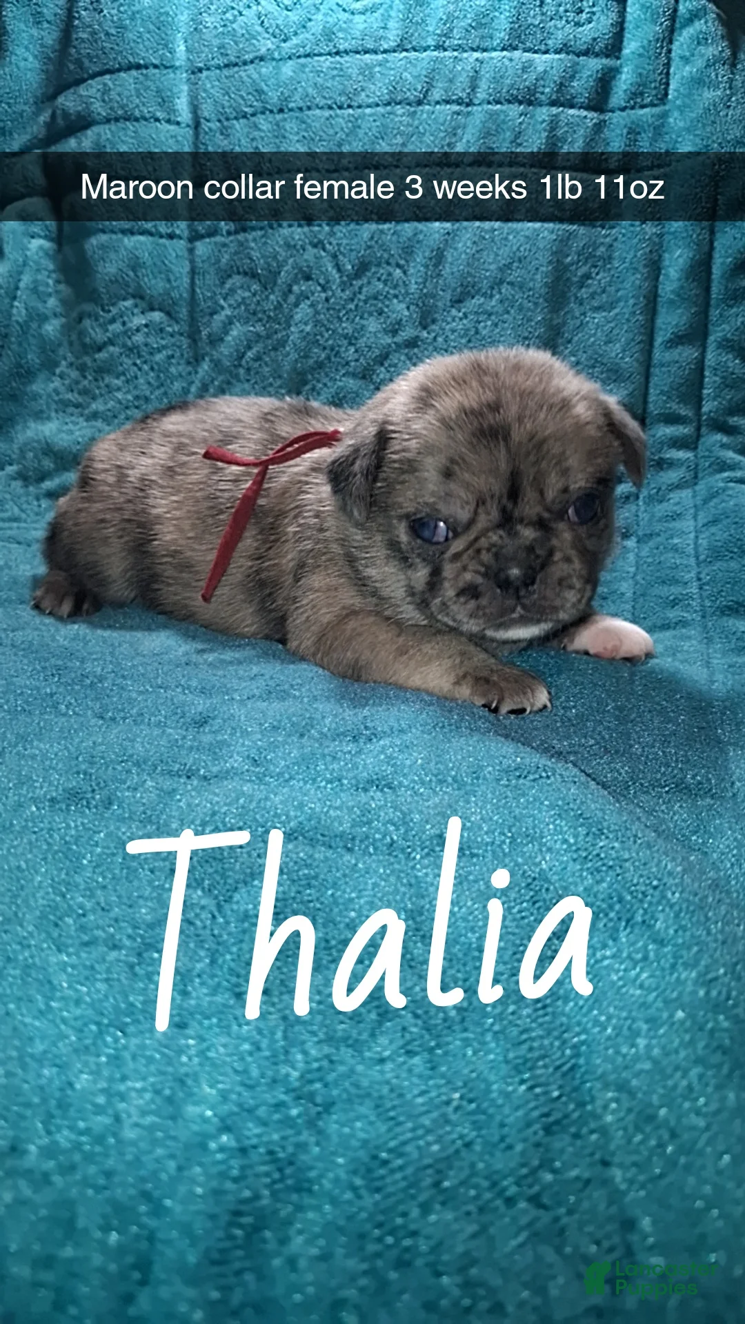 Pug dogs for sale: Thalia - Ad 2