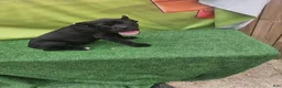 Cane Corso dogs for sale: MELLO - Ad 3