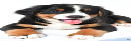 Bernese Mountain Dog dogs for sale: Princess - Ad 5