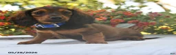 Dachshund dogs for sale: Dakota - Ad 3