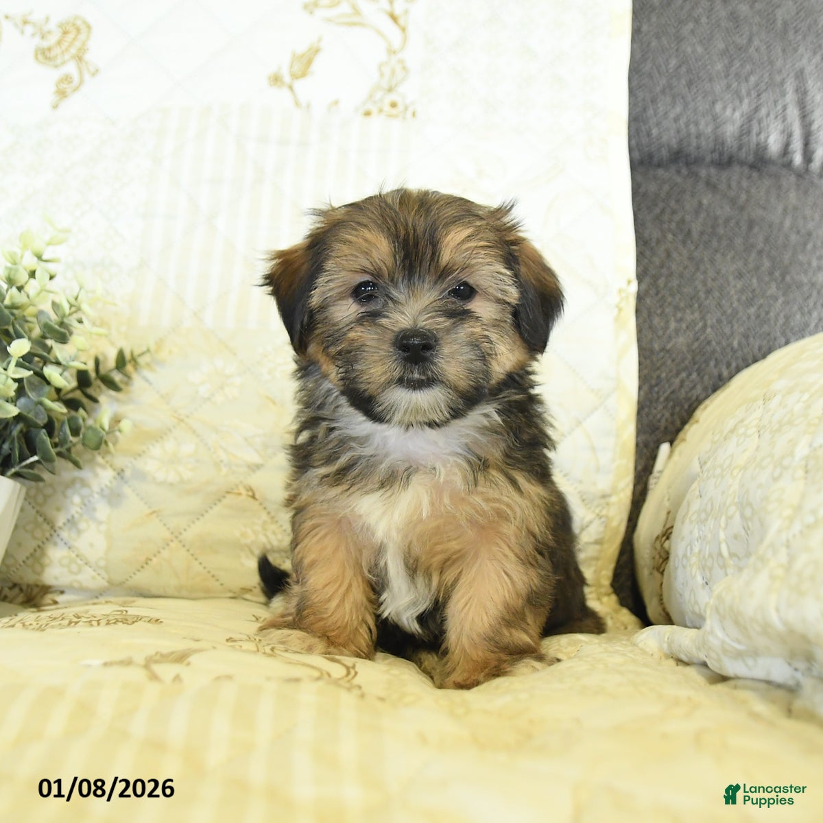 Shorkie dogs Kade  - Ad 2